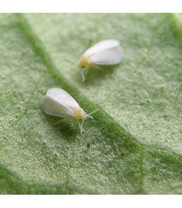 Encarsia - Whitefly Control Half-Programme - (2 deliveries - 7 days apart)