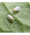 Whitefly Control - Encarsia -  Half-Programme (2 deliveries - 7 days apart)
