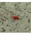 Red Spider Mite Control - Amblyseius andersoni x10