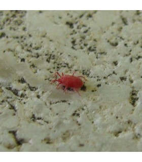 Red Spider Mite Control - Amblysieus andersoni x10