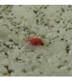Red Spider Mite Control - Phytoseiulus x500