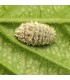 Mealy Bug Control - Cryptolaemus larvae x10