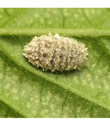 Mealy Bug Control - Cryptolaemus larvae x10