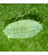 Mealy Bug Control - Cryptolaemus larvae x10