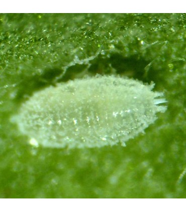 Mealy Bug Control - Cryptolaemus larvae x10