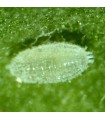 Mealy Bug Control - Cryptolaemus larvae x30
