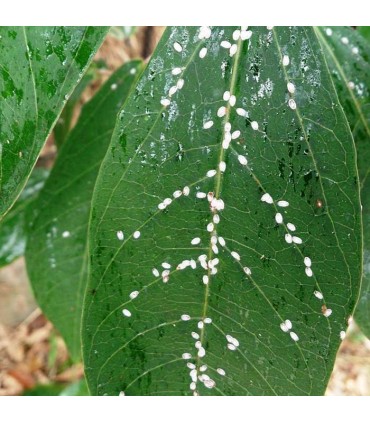 Scale Insect Control - Nematode Programme - (3 DELIVERIES - 21 DAYS APART)