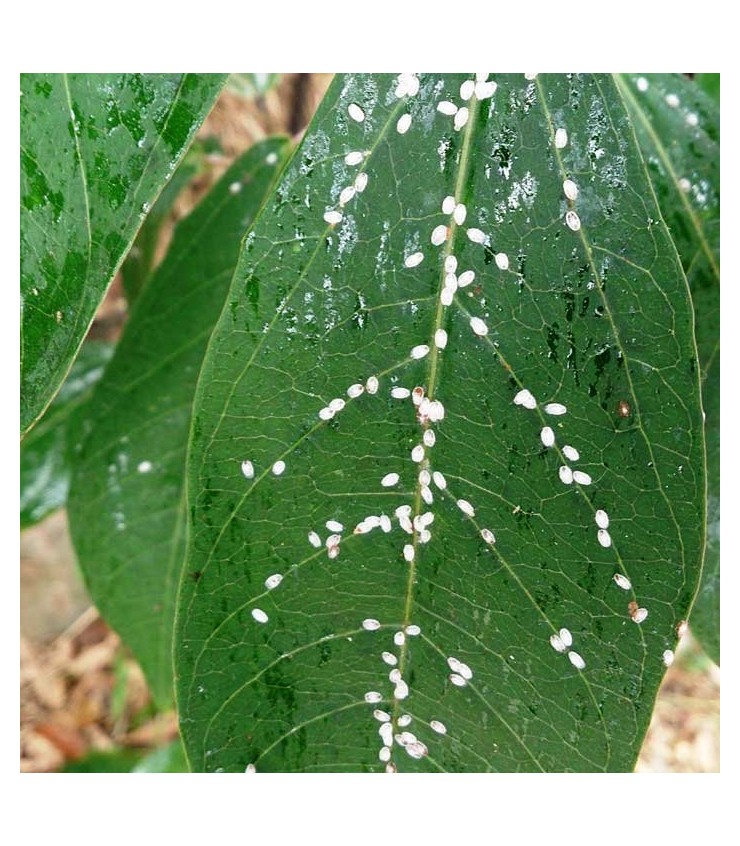 Scale Insect Control - Nematode Programme - (2 Deliveries of 2 Packs)