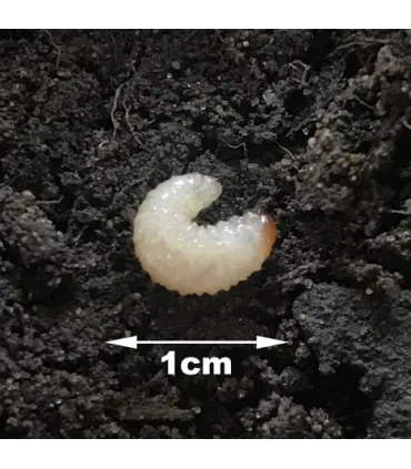 Vine Weevil Killer Nematodes