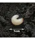Nemasys Vine Weevil Killer Nematodes - 100m2