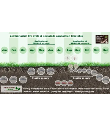 Nemasys Leatherjacket Killer  - Single Pack (Autumn 100 sq m)