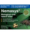Nemasys Vine Weevil Killer Nematodes - (100 sq.m) Autumn Application