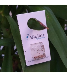 Aphid Control - Aphidius - Lacewing Larvae