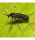 Sciarid Fly Nematodes - 15sq.m - Twin Pack
