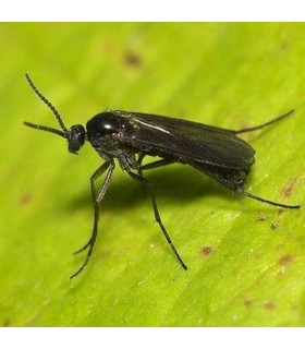 Sciarid Fly Nematodes - 15sq.m - Twin Pack