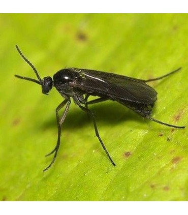 Sciarid Fly Nematodes - 15sq.m - Twin Pack