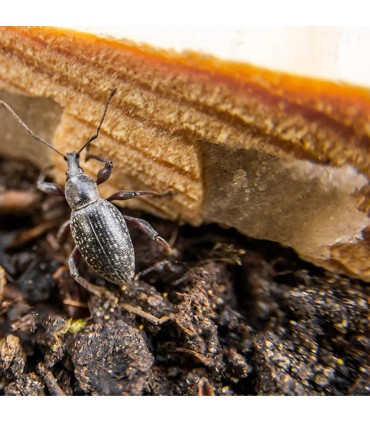 Adult Vine Weevil Trap