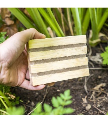 Adult Vine Weevil Trap