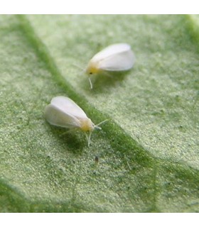 Encarsia - Whitefly Control Half-Programme - (2 deliveries - 7 days apart)