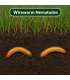 Wireworm Nematodes - 60 Sq.M
