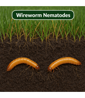 Wireworm Nematodes - 60 Sq.M