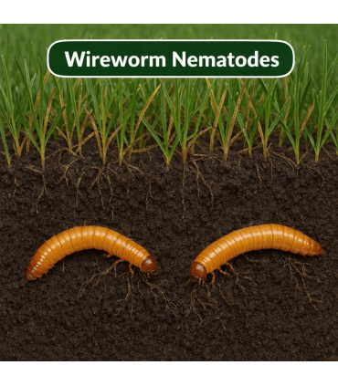 Wireworm Nematodes - 60 Sq.M