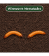 Wireworm Nematodes - 60 Sq.M