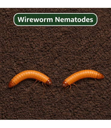 Wireworm Nematodes - 60 Sq.M