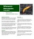 Wireworm Nematodes - 60 Sq.M