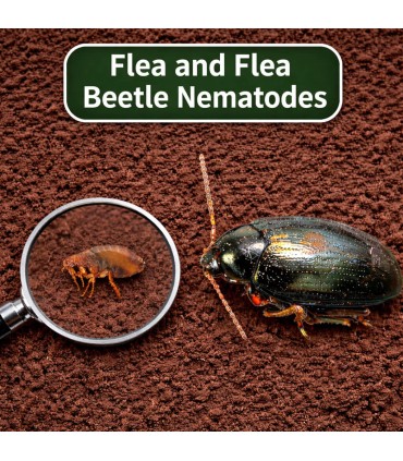 Flea and Flea Beetle Nematodes - 50 Sq.M (25 Sq.M x 2)