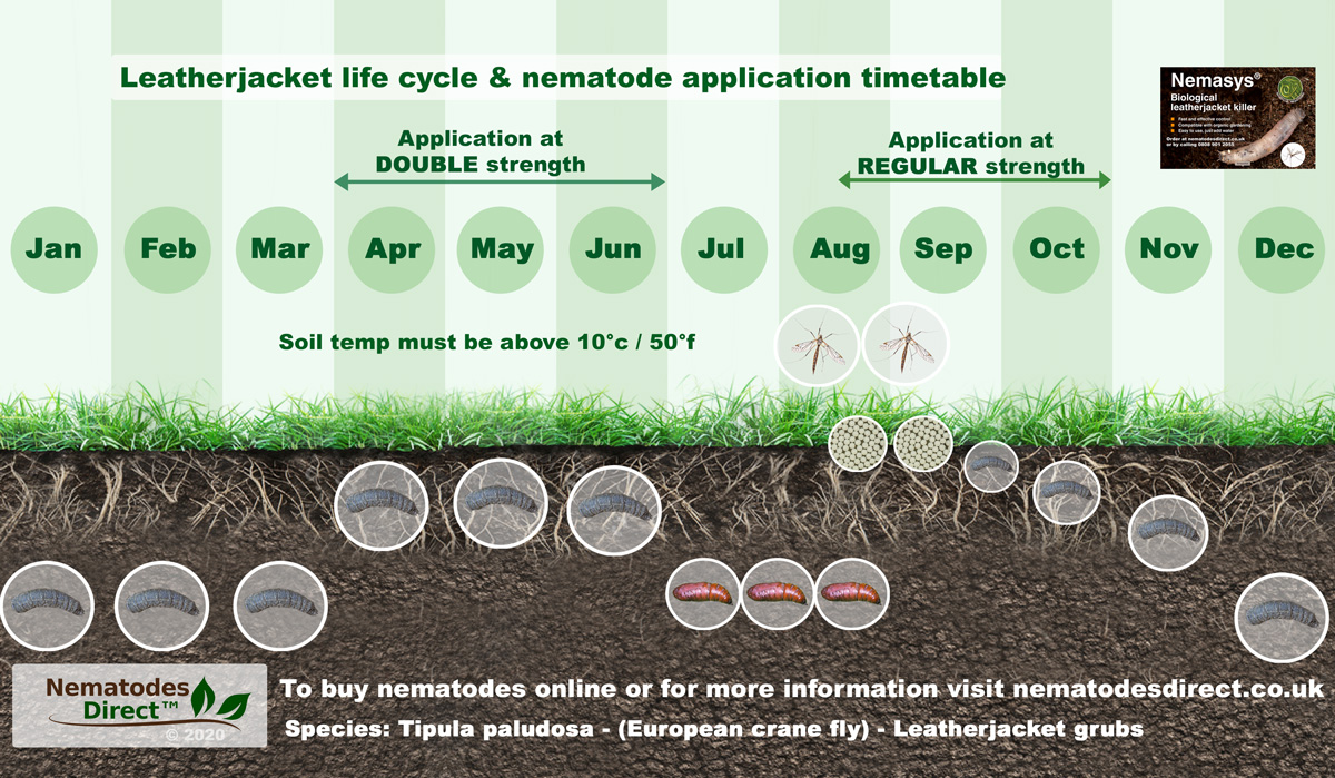 Leatherjacket Life Cycle and nematode application