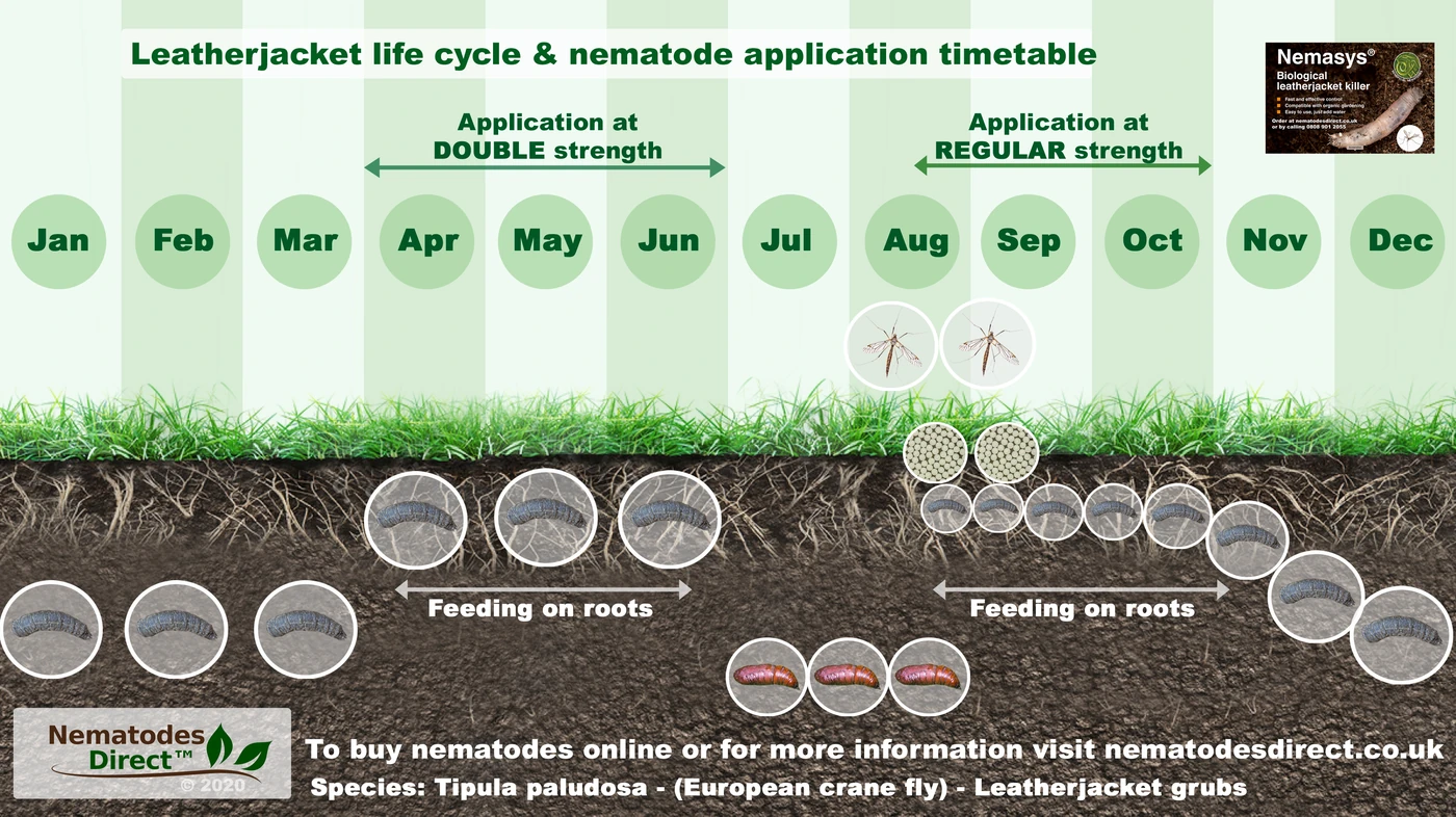 Leatherjacket lifecycle and application window